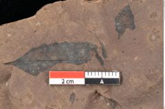 Foto (Detailsansicht) von Quercus palaeoilex Ettingshausen (NHMW-GEO-2024-0188-0831)